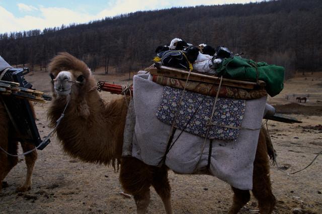 Golden Gobi Hostel & Tours Oelan-bator Buitenkant foto